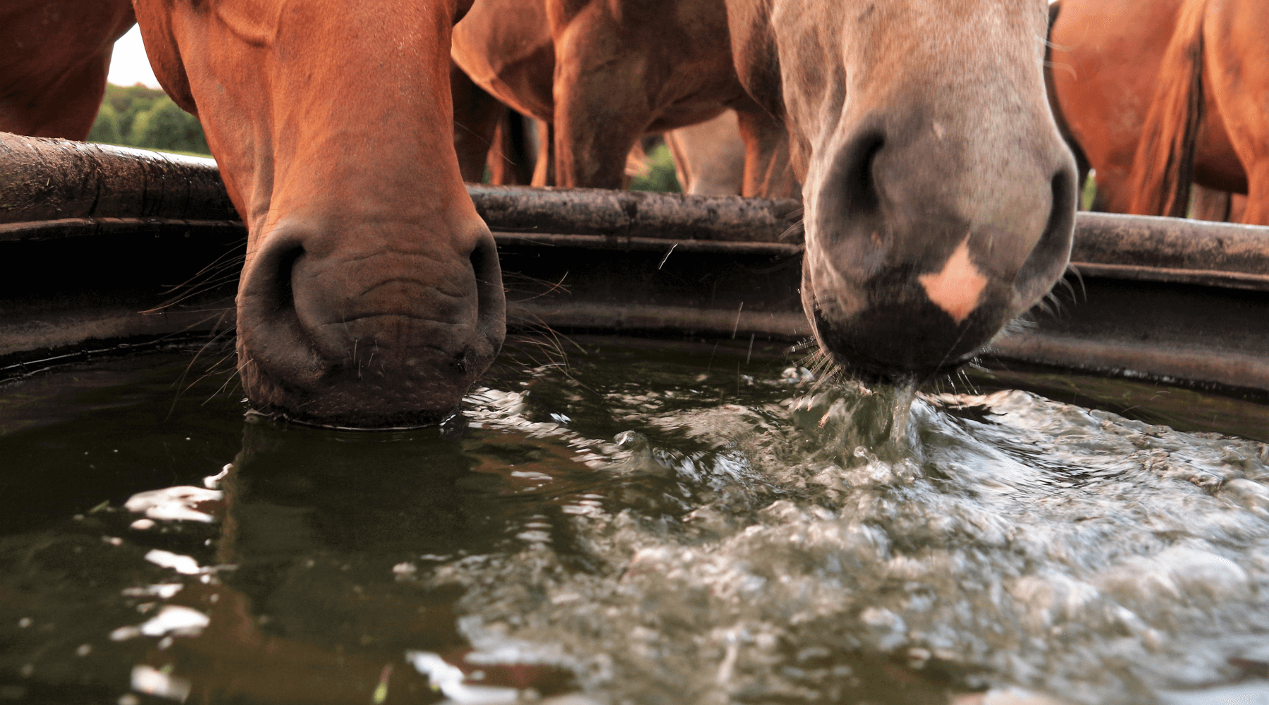 5 Reasons Why You Need Electrolytes
