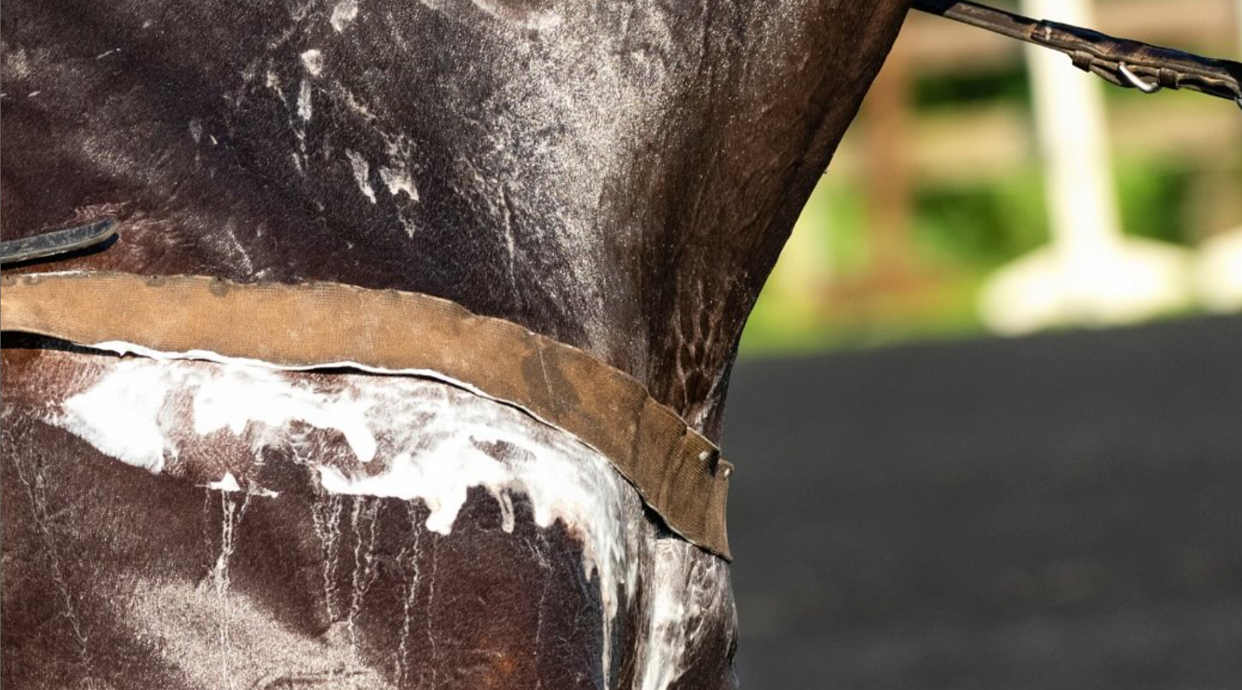How to Support Horses Working in Hot & Humid Conditions