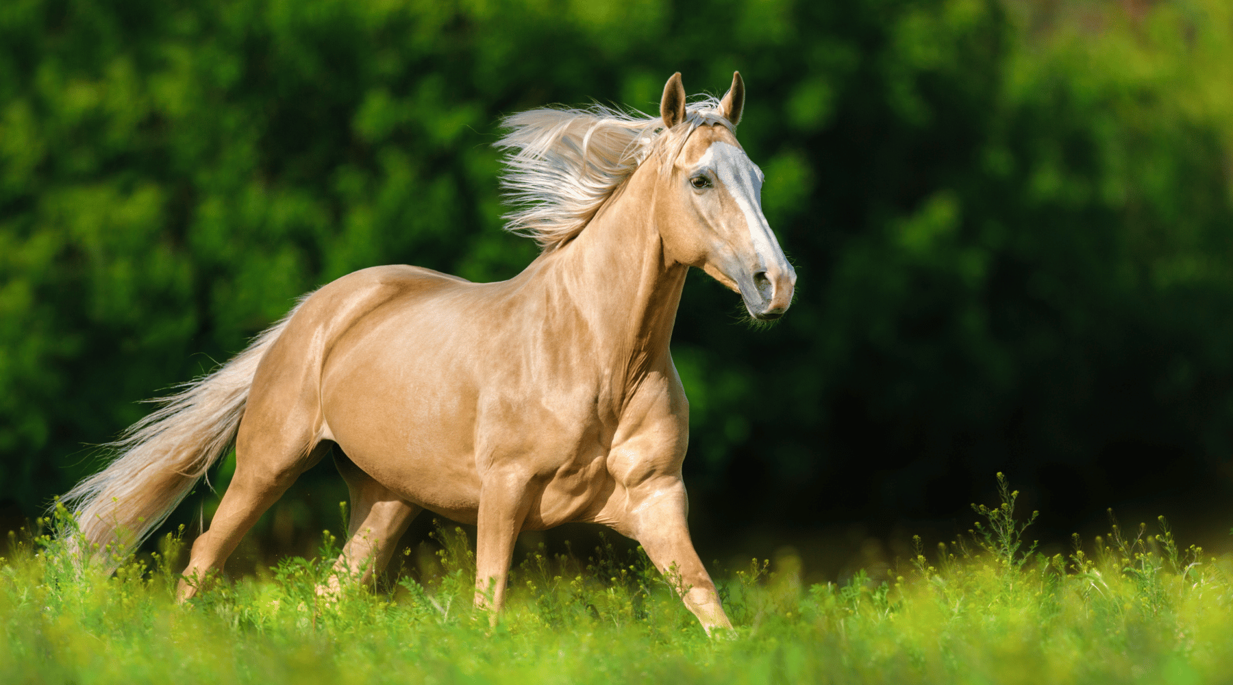 Strategic Worming Program