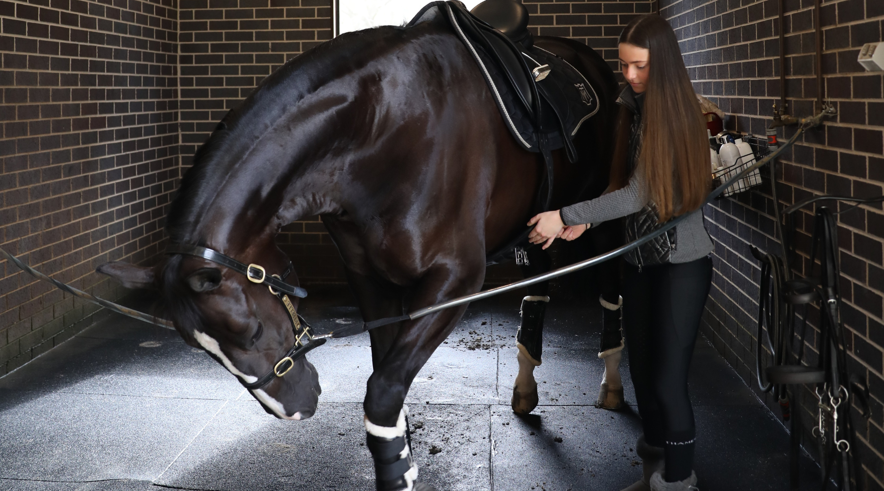 Muscle building protein for horses