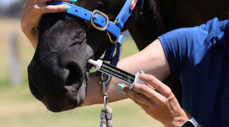 The Role of B Vitamins in Equine Stress, Travel and Performance